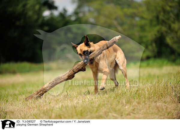 playing German Shepherd / YJ-08527