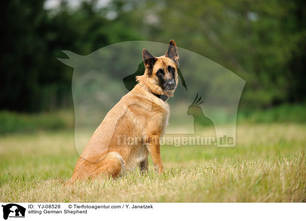 sitting German Shepherd / YJ-08528