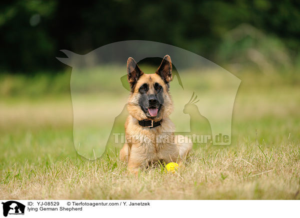 lying German Shepherd / YJ-08529