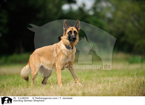 standing German Shepherd / YJ-08530