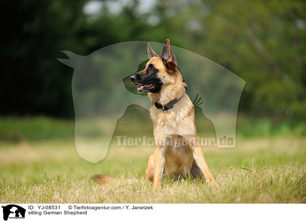 sitting German Shepherd / YJ-08531