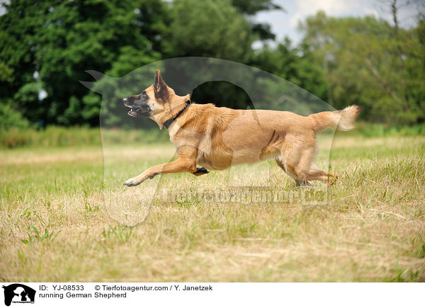 running German Shepherd / YJ-08533