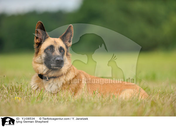 lying German Shepherd / YJ-08534