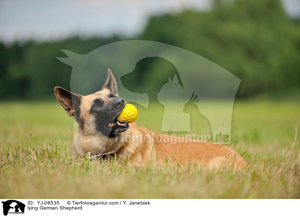 lying German Shepherd / YJ-08535