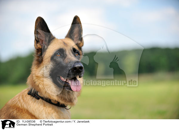 German Shepherd Portrait / YJ-08536