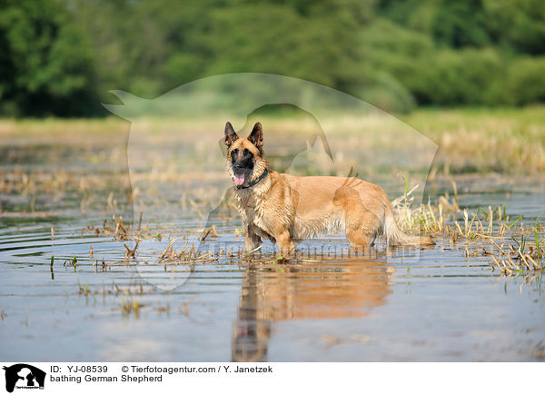 bathing German Shepherd / YJ-08539