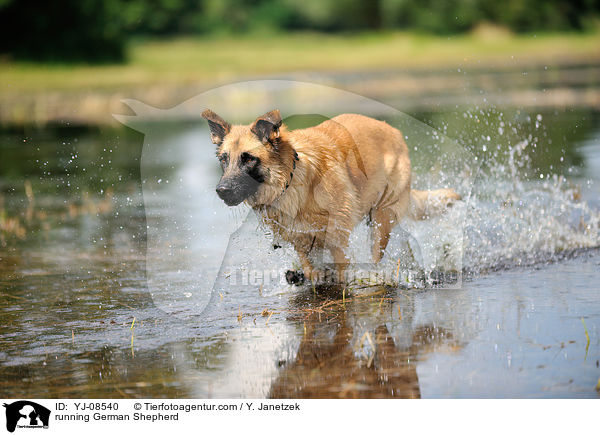 running German Shepherd / YJ-08540