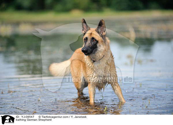 bathing German Shepherd / YJ-08547