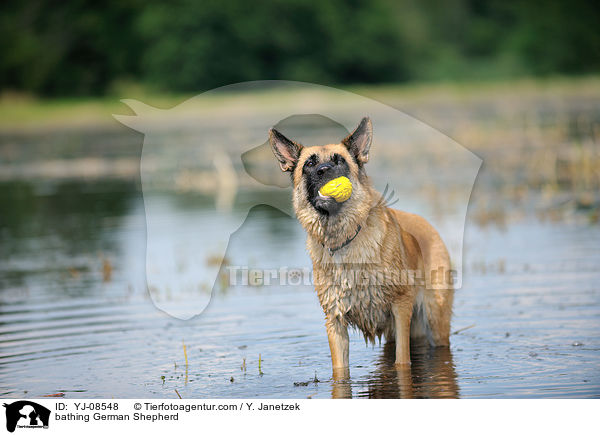 bathing German Shepherd / YJ-08548