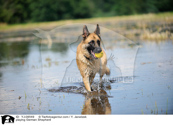 playing German Shepherd / YJ-08549