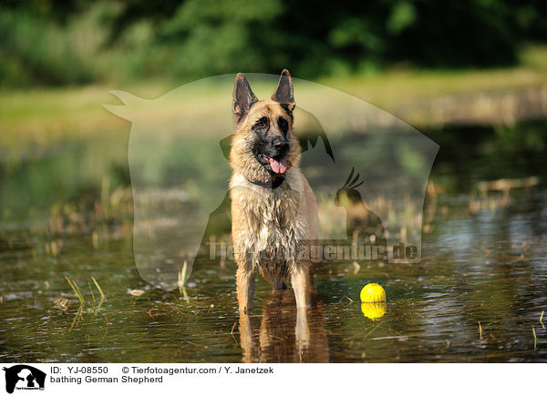 bathing German Shepherd / YJ-08550