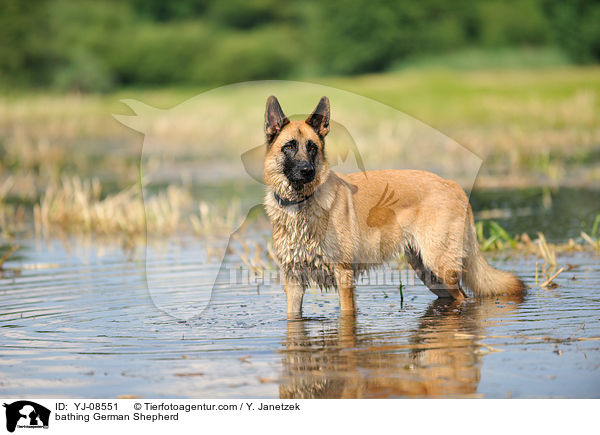 bathing German Shepherd / YJ-08551