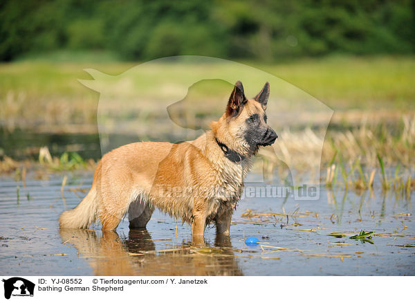 bathing German Shepherd / YJ-08552
