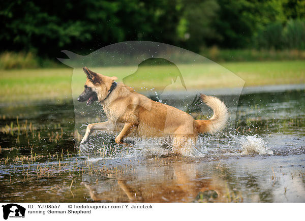 running German Shepherd / YJ-08557