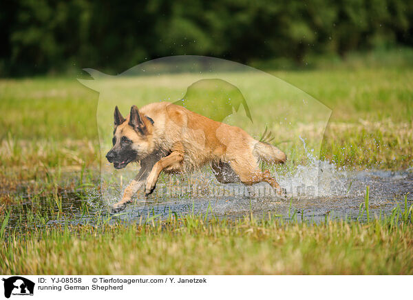 running German Shepherd / YJ-08558