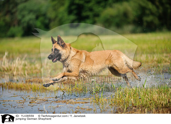 jumping German Shepherd / YJ-08559
