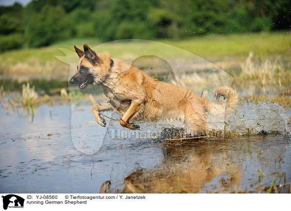running German Shepherd / YJ-08560