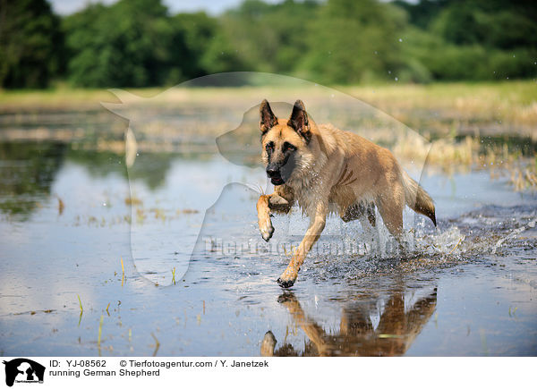 running German Shepherd / YJ-08562