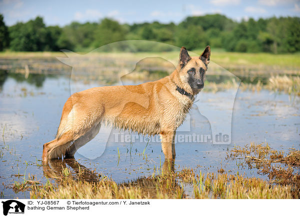 bathing German Shepherd / YJ-08567