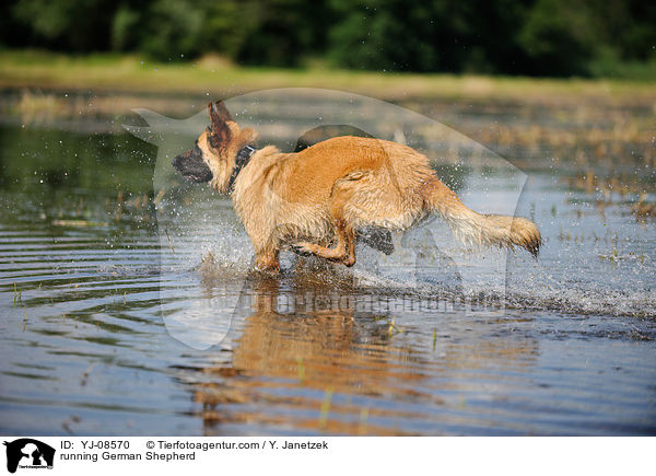 running German Shepherd / YJ-08570