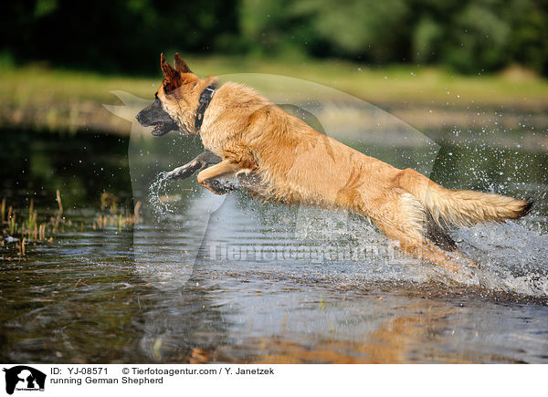 running German Shepherd / YJ-08571
