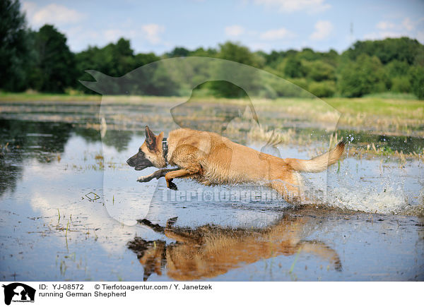 running German Shepherd / YJ-08572
