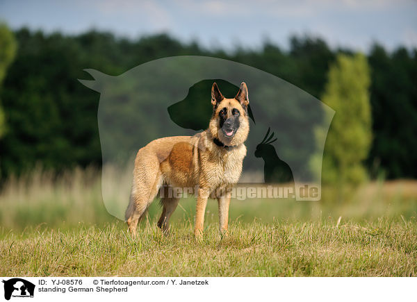 standing German Shepherd / YJ-08576