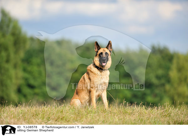 sitting German Shepherd / YJ-08578