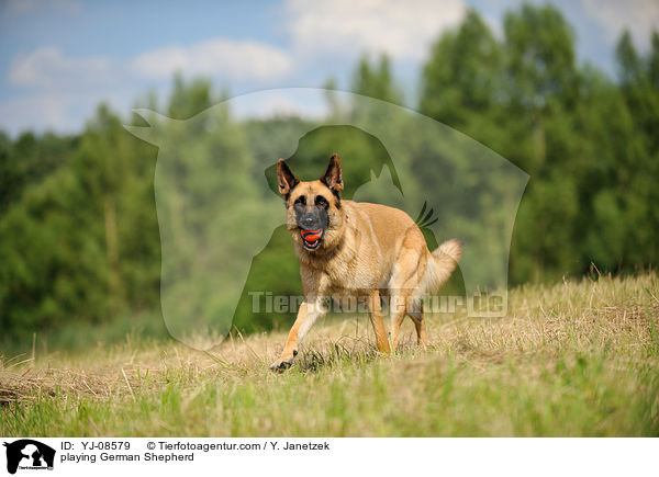 playing German Shepherd / YJ-08579