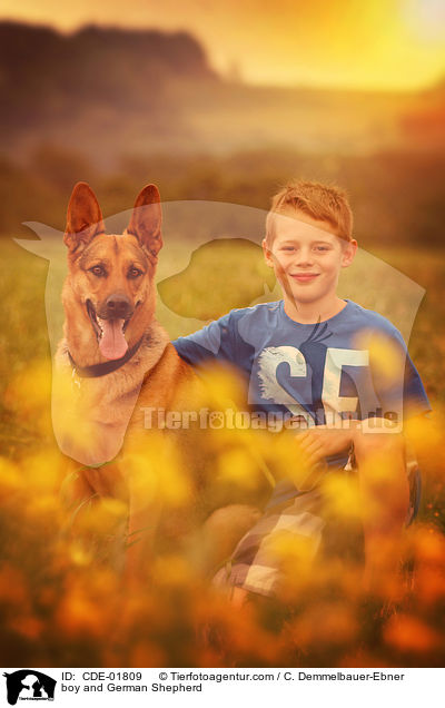 boy and German Shepherd / CDE-01809