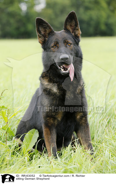 sitting German Shepherd / RR-63052
