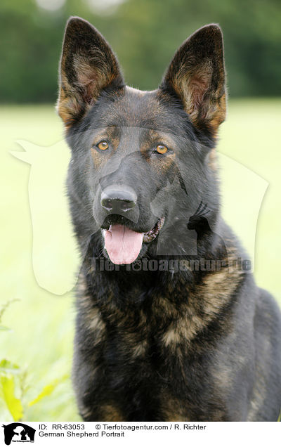 German Shepherd Portrait / RR-63053