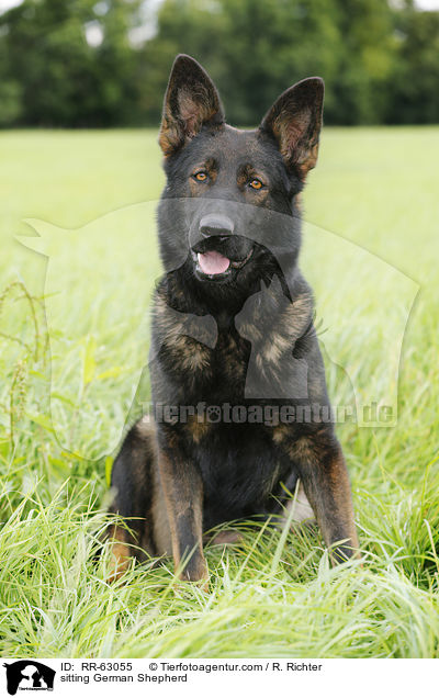 sitting German Shepherd / RR-63055