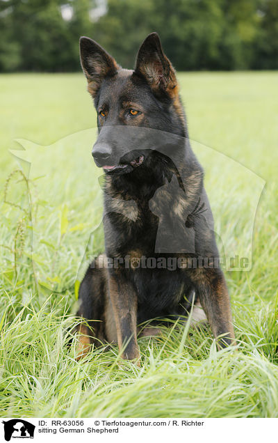 sitting German Shepherd / RR-63056