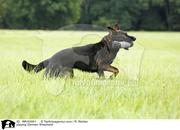 playing German Shepherd / RR-63061