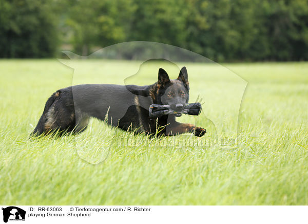 playing German Shepherd / RR-63063