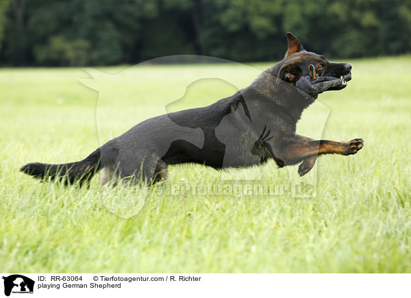 playing German Shepherd / RR-63064