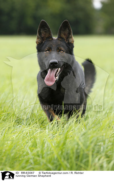 running German Shepherd / RR-63067