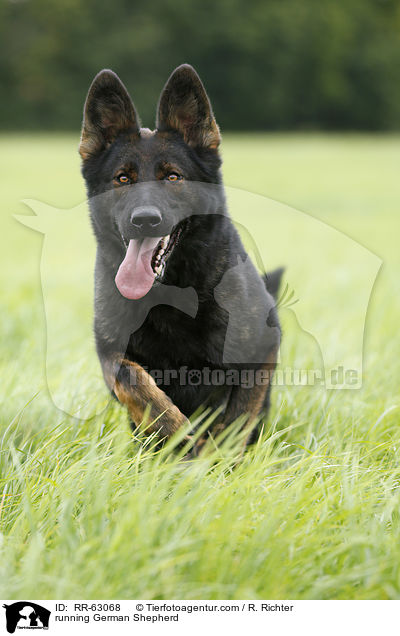 running German Shepherd / RR-63068