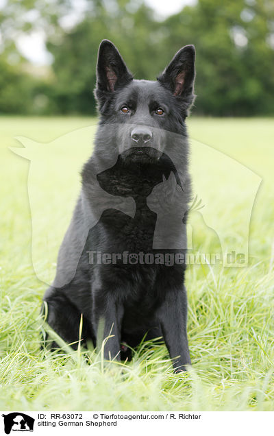 sitting German Shepherd / RR-63072