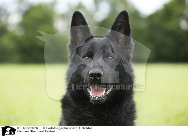 German Shepherd Portrait / RR-63076
