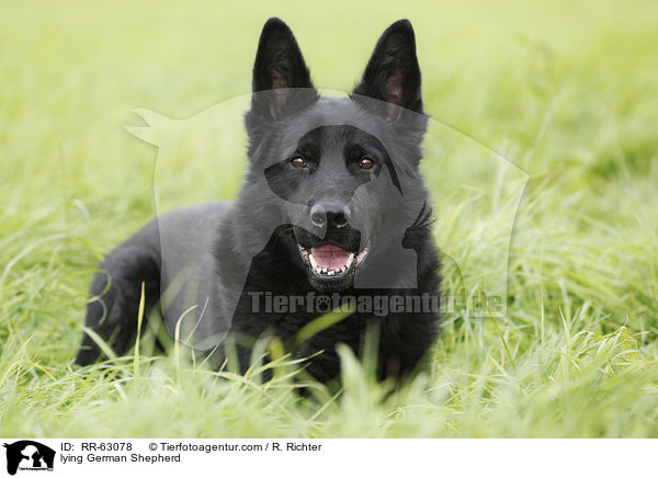 lying German Shepherd / RR-63078