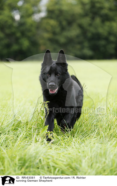running German Shepherd / RR-63081