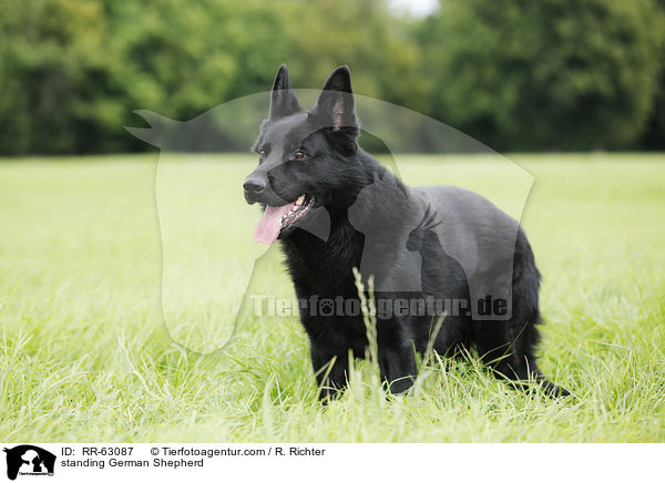 standing German Shepherd / RR-63087