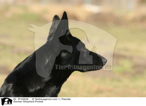 German Shepherd Portrait / IP-02626