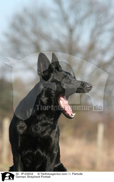 German Shepherd Portrait / IP-02632