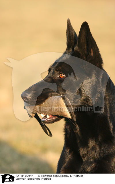German Shepherd Portrait / IP-02644
