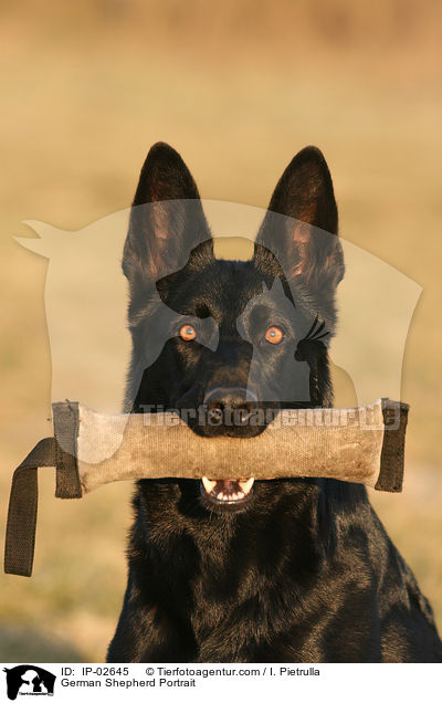 German Shepherd Portrait / IP-02645