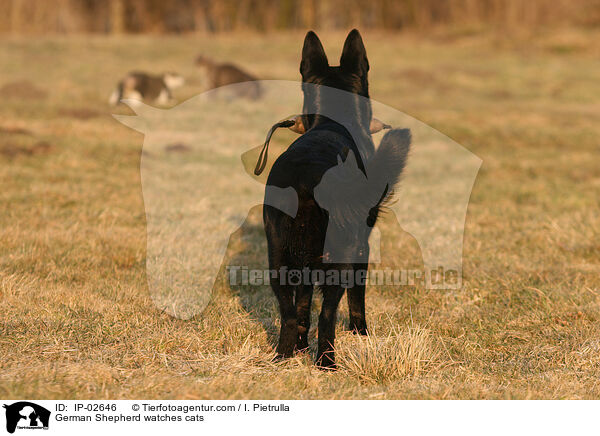 German Shepherd watches cats / IP-02646
