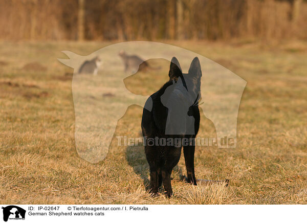 German Shepherd watches cats / IP-02647